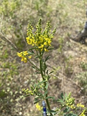 Melilotus officinalis