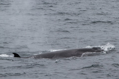 Balaenoptera borealis