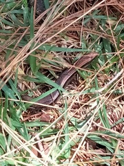 Scincella gemmingeri