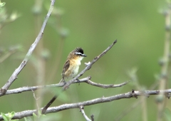 Culicivora caudacuta