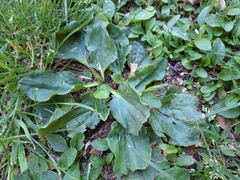 Plantago major