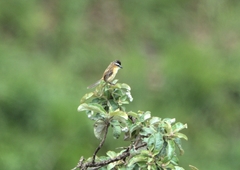 Culicivora caudacuta
