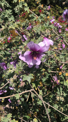 Malva subovata bicolor