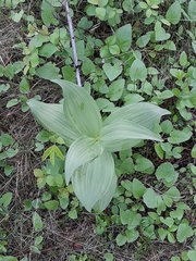 Veratrum californicum