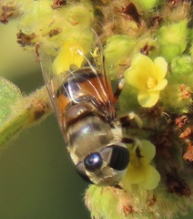 Phytomia erratica