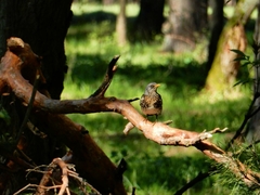Turdus pilaris