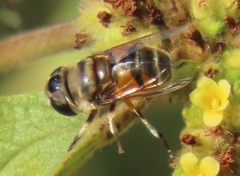 Phytomia erratica