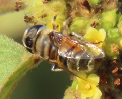 Phytomia erratica