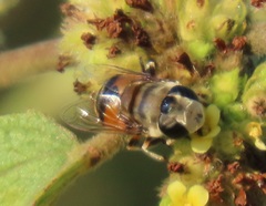 Phytomia erratica