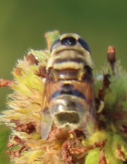 Phytomia erratica