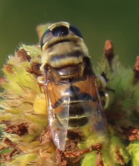 Phytomia erratica