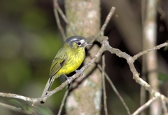 Pogonotriccus eximius