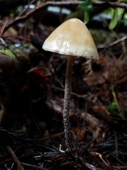 Hypholoma marginatum