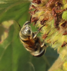 Phytomia erratica