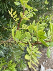 Pistacia lentiscus