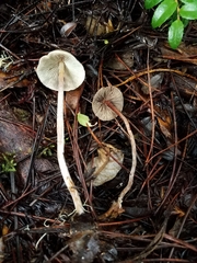 Hypholoma marginatum