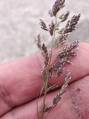 Poa pratensis