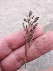 Poa pratensis