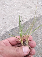 Poa pratensis