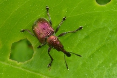 Rhynchites auratus