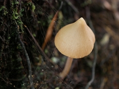 Entoloma latericolor