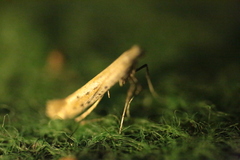 Aspilapteryx tringipennella