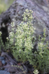 Galium coriaceum