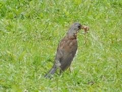 Turdus pilaris