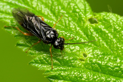 Nematinus fuscipennis