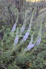 Veronica pinnata