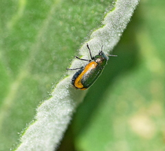 Smaragdina limbata