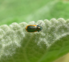 Smaragdina limbata
