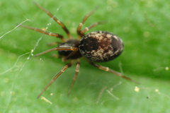 Dictyna uncinata