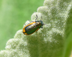 Smaragdina limbata