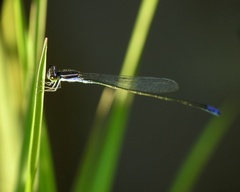Aciagrion approximans