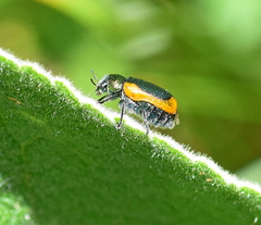 Smaragdina limbata