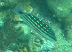 Lutjanus decussatus