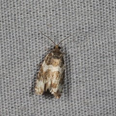 Pseudosciaphila duplex