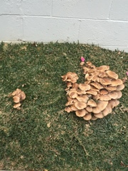 Armillaria