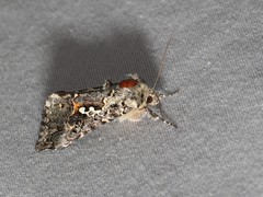 Syngrapha rectangula