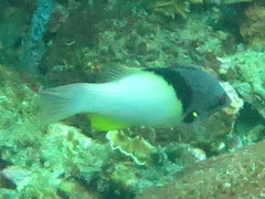 Bodianus mesothorax