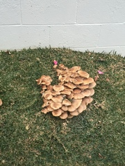 Armillaria