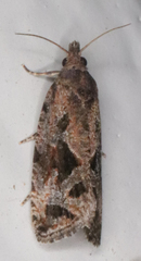 Endothenia nubilana