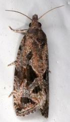 Endothenia nubilana