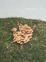 Armillaria