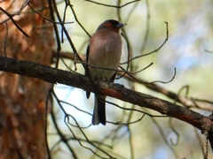 Fringilla coelebs