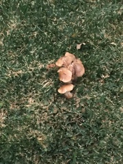 Armillaria