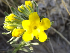 Lithospermum strictum