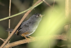 Scytalopus petrophilus