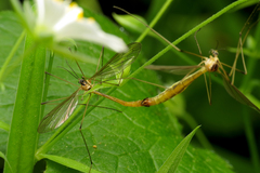 Cylindrotoma distinctissima